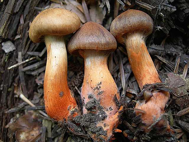 Cortinarius (Telamonia) bulliardii (Pers.) Fr.